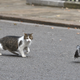 Boris Johnson's cat Larry goes after a pigeon in London.